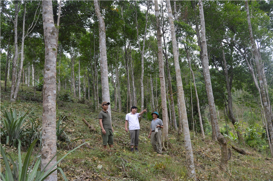 Nhờ được giao đất, nhiều hộ ĐBDTTS đã đầu tư trông rừng, mang lại thu nhập cao.