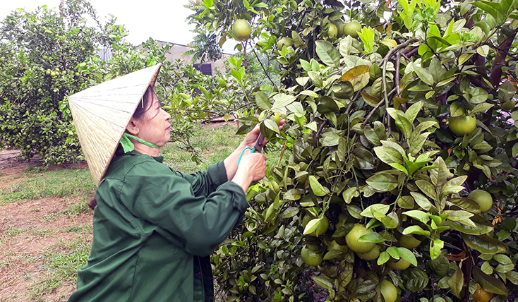 Mô hình cam sạch của ông Bế Văn Mai đã mở ra phong trào nông dân xây dựng, phát triển các mô hình trồng cây ăn quả ở TT. Nông trường Việt Trung. 