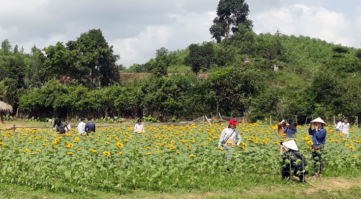 Người dân huyện Bố Trạch phát triển diện tích trồng các loại hoa nhằm nâng cao hiệu quả sản xuất gắn với phát triển du lịch.