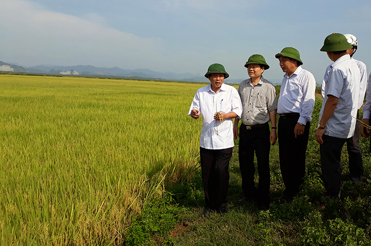 Đồng chí Bí thư Tỉnh ủy Hoàng Đăng Quang thăm mô hình canh tác lúa cải tiến SRI, mô hình thành công của HTX Mỹ Lộc Thượng (huyện Lệ Thủy) 