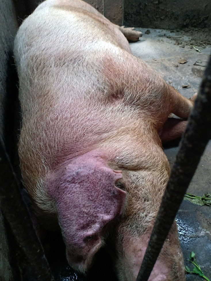 Trên địa bàn xã Quảng Lộc đã xuất hiện tình trạng lợn có các triệu chứng điển hình của bệnh dịch tả lợn Châu Phi.