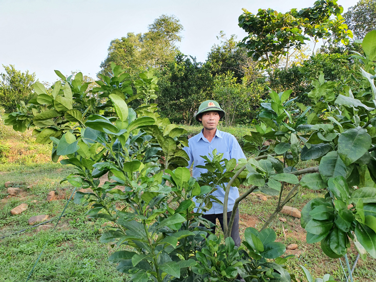 Người dân xã Trường Thủy chuyaanr đổi đất trồng rừng sang trồng cam bắt đầu phát huy hiệu quả