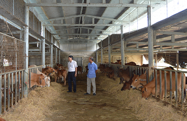  Đề tài KHCN “Nghiên cứu khả năng sinh sản khi cho lai giữa các giống bò hướng thịt Brahman trắng-Dromatơ với bò cái lai Zêbu và khả năng sinh trưởng, phát triển của con lai F1 