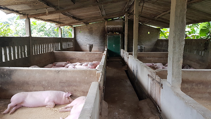 Đàn lợn của gia đình anh Đoàn Thanh Định, xã Đồng Hóa đã đến kỳ xuất chuồng nhưng không bán được do địa phương đang có dịch tả lợn châu Phi 