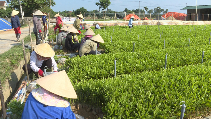 Các cơ sở ươm giống cây ở Quảng Trạch chuẩn bị cây giống cho mùa trồng rừng. 