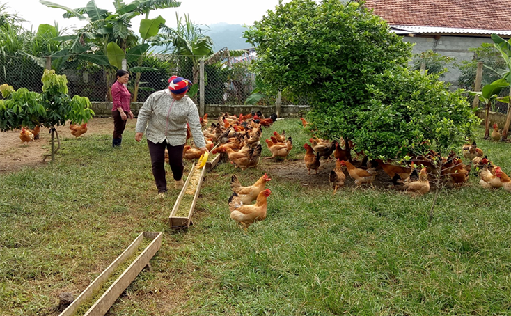 Trang trại chăn nuôi tổng hợp của gia đình anh Trương Quang Thơm ở vùng đất mới Rí Rị. 