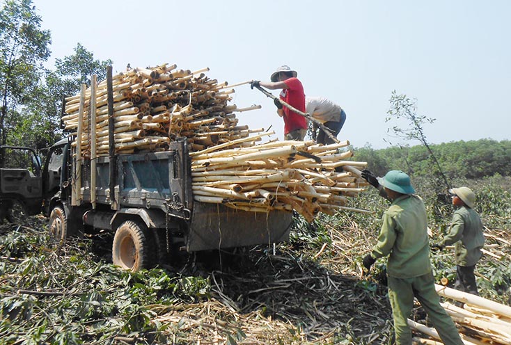 Người dân Văn Thủy trồng rừng thu lãi 60 triệu đồng/ha. 