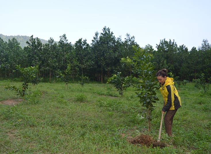  Xã Hóa Hợp khuyến khích và hỗ trợ người dân cải tạo vườn tạp sang trồng các loại cây ăn quả có giá trị kinh tế cao. 