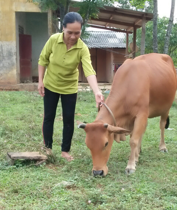   Nhờ nguồn vốn ưu đãi của NHCSXH, mô hình chăn nuôi bò của chị Trần Thị Phương ở thôn 1 Thiết Sơn, xã Thạch Hóa (Tuyên Hóa) mang lại hiệu quả kinh tế.