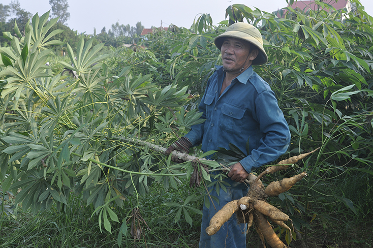  Ông Nguyễn Hải Huân giúp người dân trong thôn thu hoạch sắn.