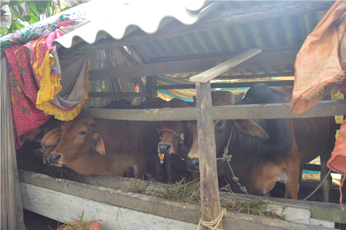 Đàn bò mắc bệnh LMLM ở huyện Minh Hóa được cách li để điều trị.