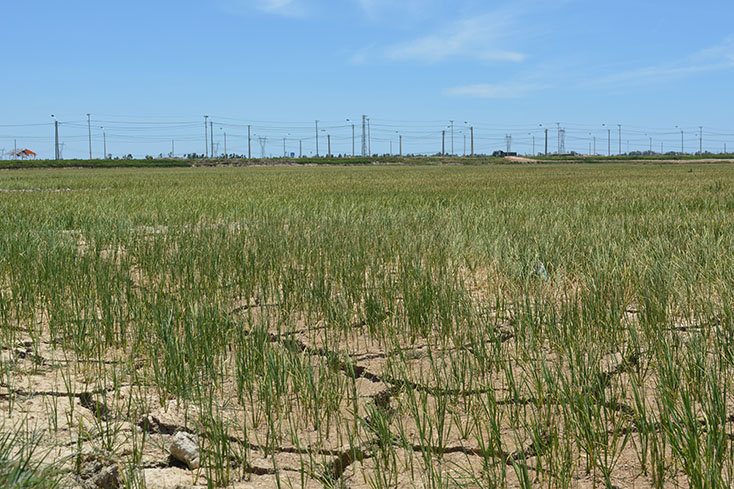 Nhiều cánh đồng trên địa bàn TX. Ba Đồn và huyện Quảng Trạch khô khát trong mùa hè vì thiếu nước tưới. 