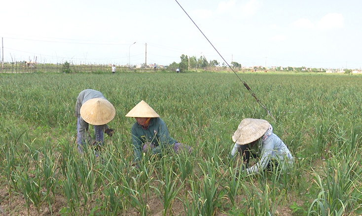 TX. Ba Đồn nỗ lực xây dựng các mô hình sản xuất nông nghiệp liên kết theo chuỗi. 