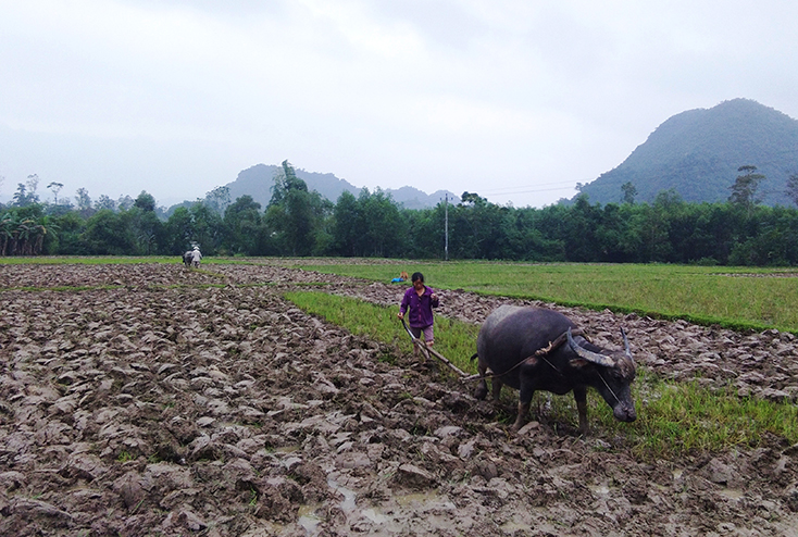 Nông dân xã Xuân Hóa làm đất chuẩn bị xuống giống lúa đông-xuân.