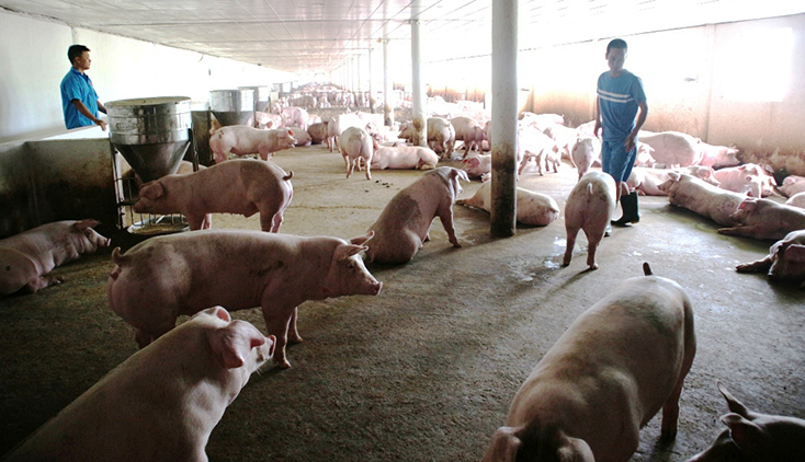 Một số trang trại chăn nuôi lợn trên địa bàn tỉnh thực hiện chăn nuôi an toàn sinh học nhằm bảo đảm an toàn dịch bệnh.