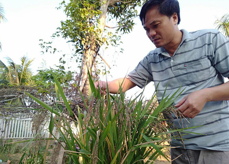  Giống nếp than được ông Nguyễn Hữu Hán, Bí thư Đảng ủy xã Ngân Thủy trồng thử nghiệp trong chậu nhựa, hiện đã được áp dụng vào sản xuất, cho giá trị kinh tế cao. 