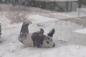 Video: Gấu trúc "vui sướng như đứa trẻ" khi được nghịch tuyết
