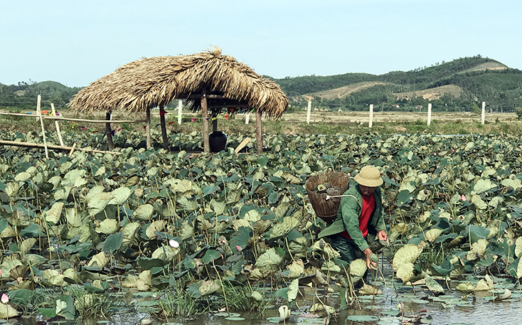 Mô hình trồng sen kết hợp phát triển du lịch ở xã Sơn Trạch sẽ kịp nở đón xuân.