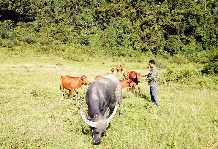 Từ mô hình chăn nuôi, ông Trần Xuân Tư có thu nhập 100 triệu đồng/năm.