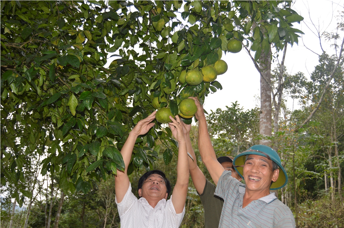 Giống cam voi bản địa trồng ở Tuyên Hóa có nhiều ưu điểm vượt trội như: quả to, mọng nước, có vị ngọt thanh, đặc biệt là có mùi thơm rất đặc trưng…
