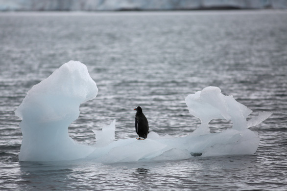Con chim cánh cụt đứng lẻ loi trên tảng băng trôi ở Vịnh Yankee, Nam Cực. Ảnh do Alexandre Meneghini chụp ngày 18-2-2019. Nếu tất cả các tảng băng tại Greenland và Nam Cực, vốn có độ dày lên tới 3km và chứa tới 75% lượng nước sạch của hành tinh, đều tan chảy, mực nước tại hai khu vực này lần lượt dâng lên 7m và 58m. Ngoài ra, còn những khu vực dễ bị tổn thương do tình trạng ấm lên toàn cầu như là Tây Nam Cực hay các sông băng lớn ở Đông Nam Cực - Ảnh: REUTERS