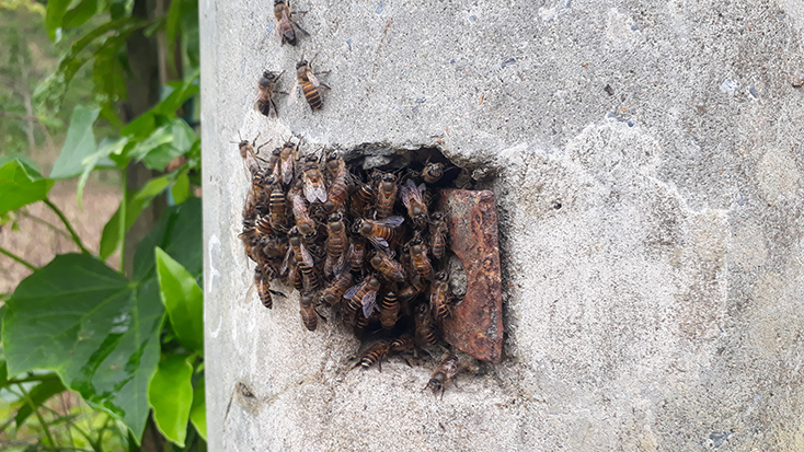  Mùa đông giá lạnh, đàn ong thường chọn những cột điện rỗng ruột để làm tổ trú ngụ. 