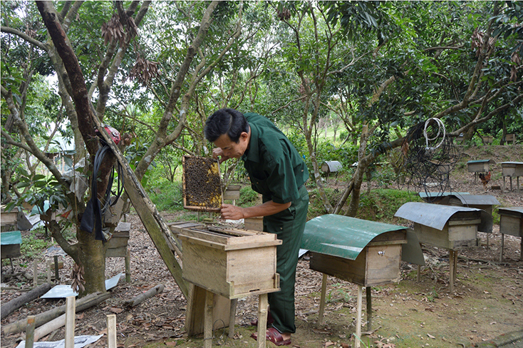 Nghề nuôi ong lấy mật đem lại nguồn thu đáng kể cho người dân ở huyện miền núi Minh Hóa. 