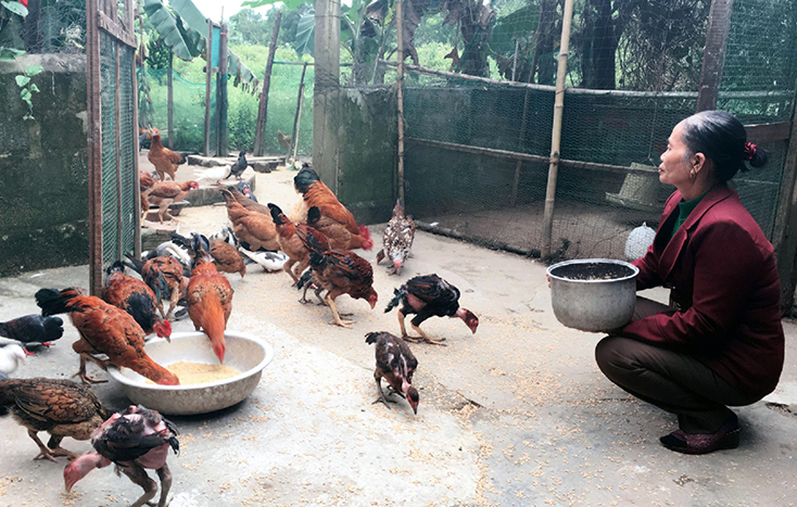 Tham gia THT chăn nuôi gà thả vườn Thuận Đức, nhiều HVPN đã thoát nghèo, vươn lên làm giàu.