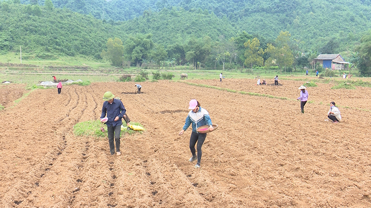 Nông dân Tuyên Hóa xuống giống ngô vụ đông-xuân 2019-2020. 