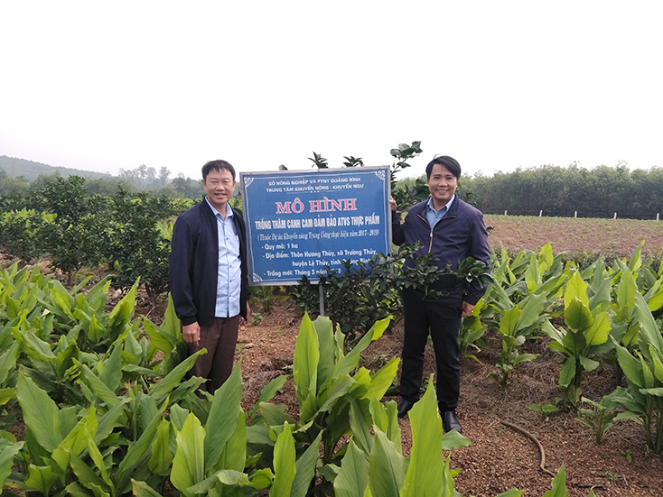 Mô hình trồng cam thâm canh bảo đảm an toàn vệ sinh thực phẩm được triển khai hiệu quả ở xã Trường Thủy, huyện Lệ Thủy.