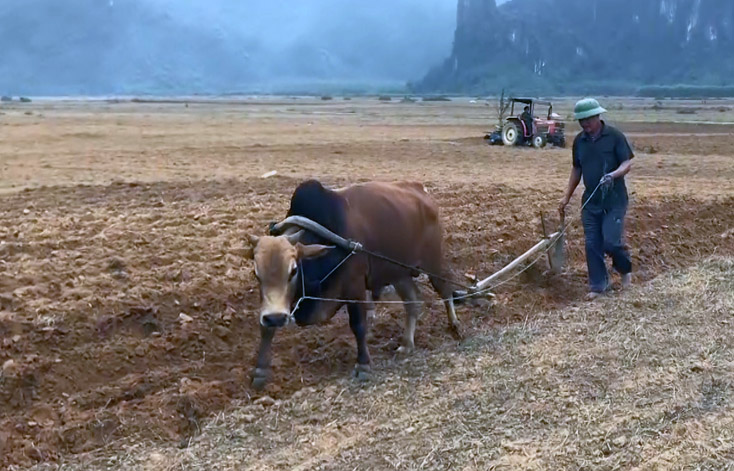 Bà con nông dân trên địa bàn huyện Bố Trạch cơ bản đã hoàn thành khâu làm đất, chuẩn bị xuống giống vụ đông-xuân.