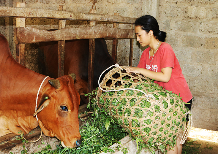 Phát triển đàn bò lai mang lại thu nhập ổn định, góp phần giảm nghèo bền vững cho người dân Tuyên Hóa.