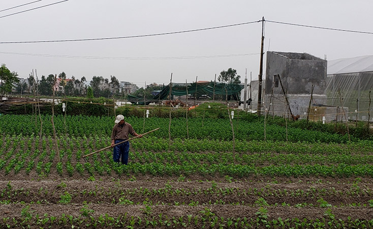  Người dân phường Quảng Long, thị xã Ba Đồn đang chăm sóc rau màu phục vụ thị trường Tết Nguyên đán. 