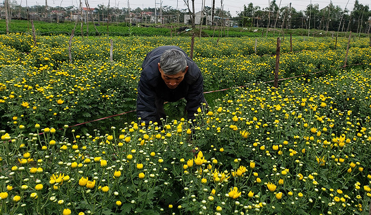 Ngoài rau màu, hoa cúc Quảng Long cũng được người dân tiêu thụ khá mạnh trong dịp Tết. 