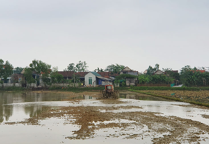 Nông dân huyện Lệ Thủy tích cực làm đất chuẩn bị sản xuất lúa vụ đông-xuân. 