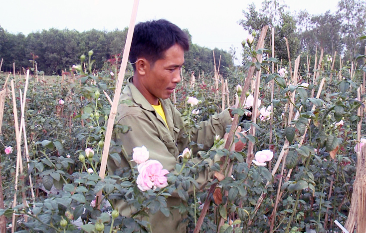 Mô hình chuyển đổi diện tích keo, tràm kém hiệu quả sang trồng hoa của gia đình anh Lương Thanh Hải, ở thôn Dinh Lễ, xã Vạn Trạch.