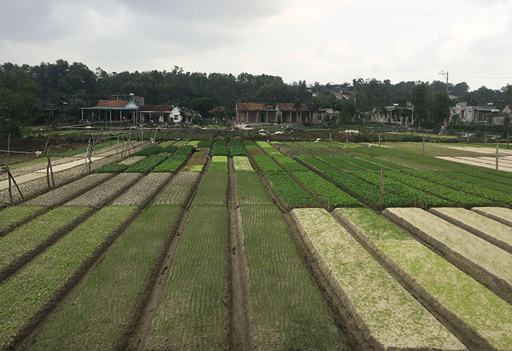 Những cánh đồng rau xanh mướt đem lại nguồn thu nhập ổn định cho người nông dân Hồng Thủy. 