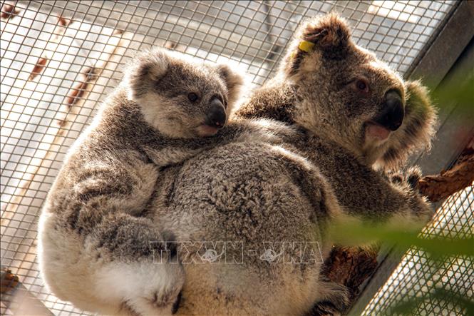 Gấu Koala được nuôi tạm tại vườn thú Taronga ở Sydney, sau khi được cứu khỏi các đám cháy rừng ngày 17-12. Ảnh: AFP/TTXVN