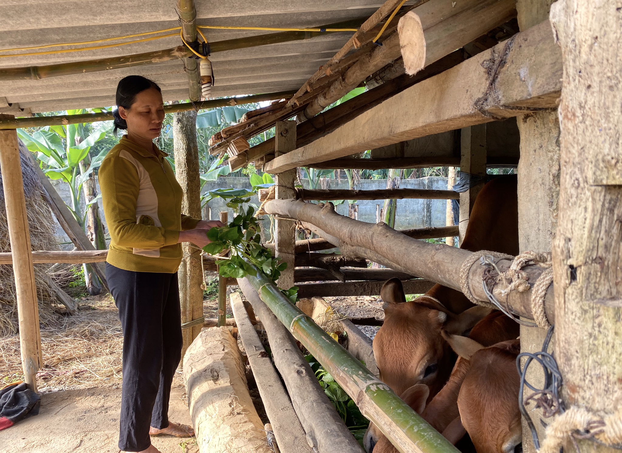 Hội viên hội nông dân ở xã Nam Trạch, huyện Bố Trạch có thu nhập ổn định từ mô hình chăn nuôi bò lai..