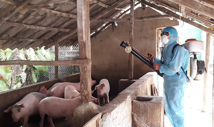 Các đơn vị chức năng tăng cường công tác phòng chống dịch tả lợn châu Phi