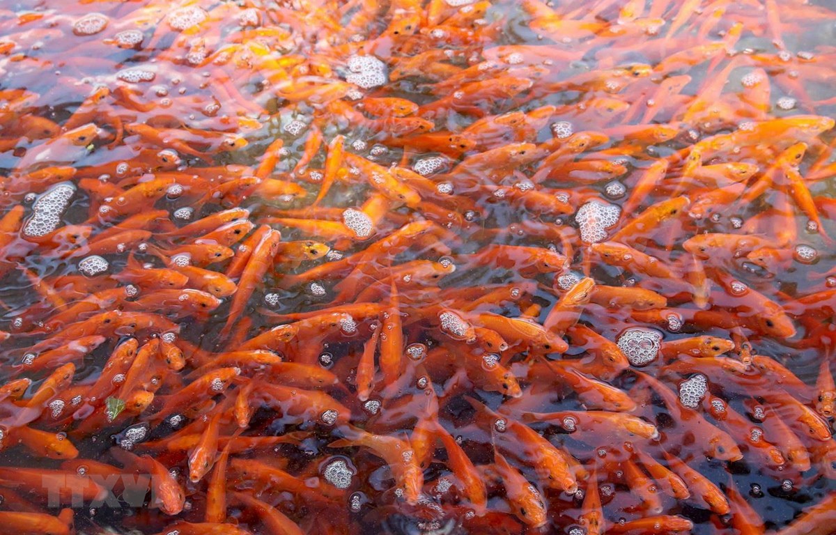 Người dân làng Thủy Trầm, xã Tuy Lộc, huyện Cẩm Khê, Phú Thọ thu hoạch cá chép đỏ để bán vào dịp 23 tháng Chạp. (Ảnh: TTXVN)