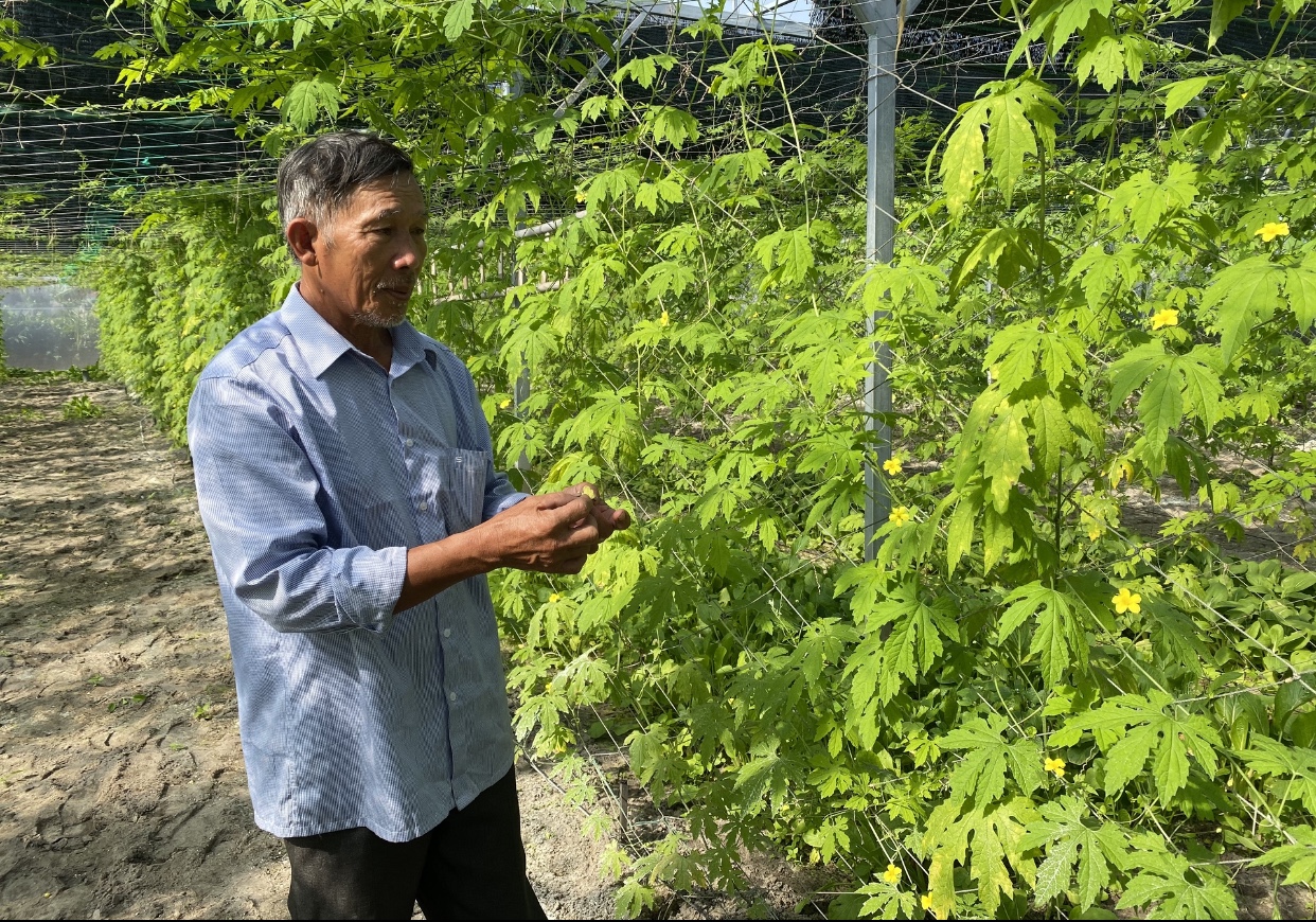 Mô hình trồng rau sạch VietGap của HTX rau sạch Dũng Na (Đồng Trạch) cho thu nhập ổn định