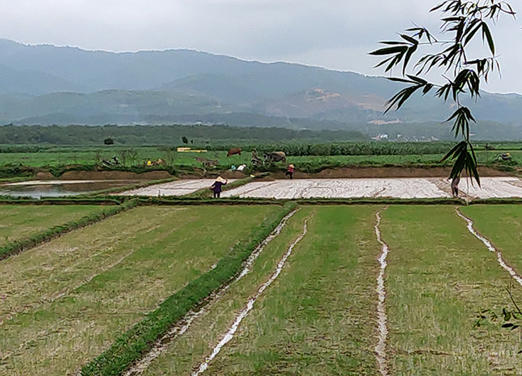 Nông dân huyện Quảng Ninh gieo trồng vụ đông-xuân theo kế hoạch. 