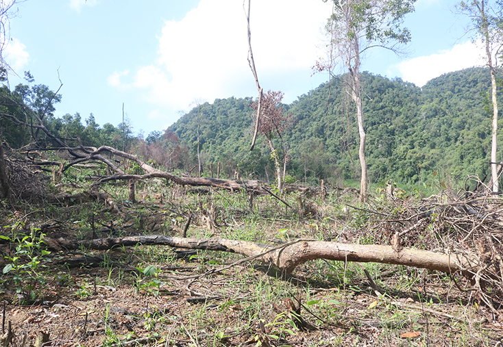 Những thân cây gỗ RTN còn sót lại ở khu vực được UBND xã Cao Quảng xác định là phạm vi bị lấn chiếm trái phép. 
