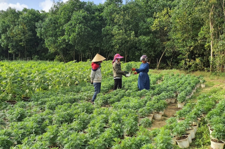Khách hàng đến tham quan và chọn mua cây giống tại vườn hoa của gia đình anh Lương Thanh Hải, ở thôn Dinh Lễ, xã Vạn Trạch.