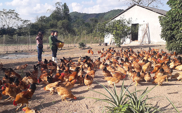 Gia đình ông Trần Xuân Hợi, thôn Đồng Tâm, xã Nam Hóa được bao tiêu đầu ra cho gà thịt khi tham gia dự án liên kết sản xuất theo chuỗi giá trị 