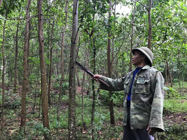Ông Hồ Pheo phát triển mô hình trồng rừng kết hợp chăn nuôi cho thu nhập hàng chục triệu đồng/năm