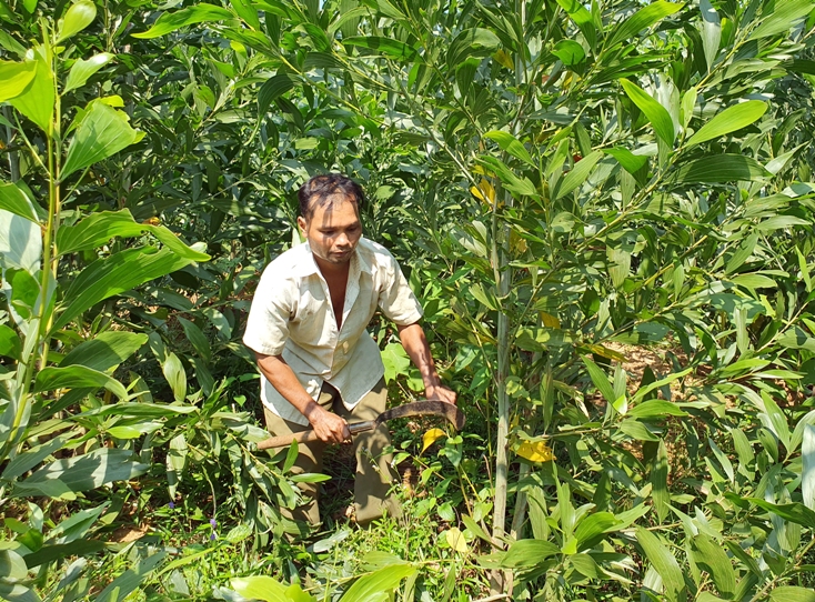 Hồ Văn Bôn đang chăm sóc, kiểm tra rừng trồng của gia đình.