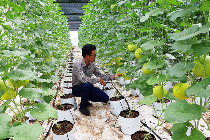 Mô hình nông nghiệp công nghệ cao của anh Võ Trung Tuấn ở xã Quảng Hưng (Quảng Trạch) mang lại thu nhập ổn định, tạo việc làm cho lao động nông thôn. 