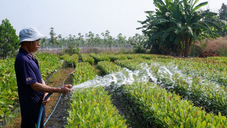 Nông dân Bù Đốp chuẩn bị cây giống cho vụ trồng mới cao su và điều năm 2020.
